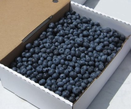 blueberries_5box
